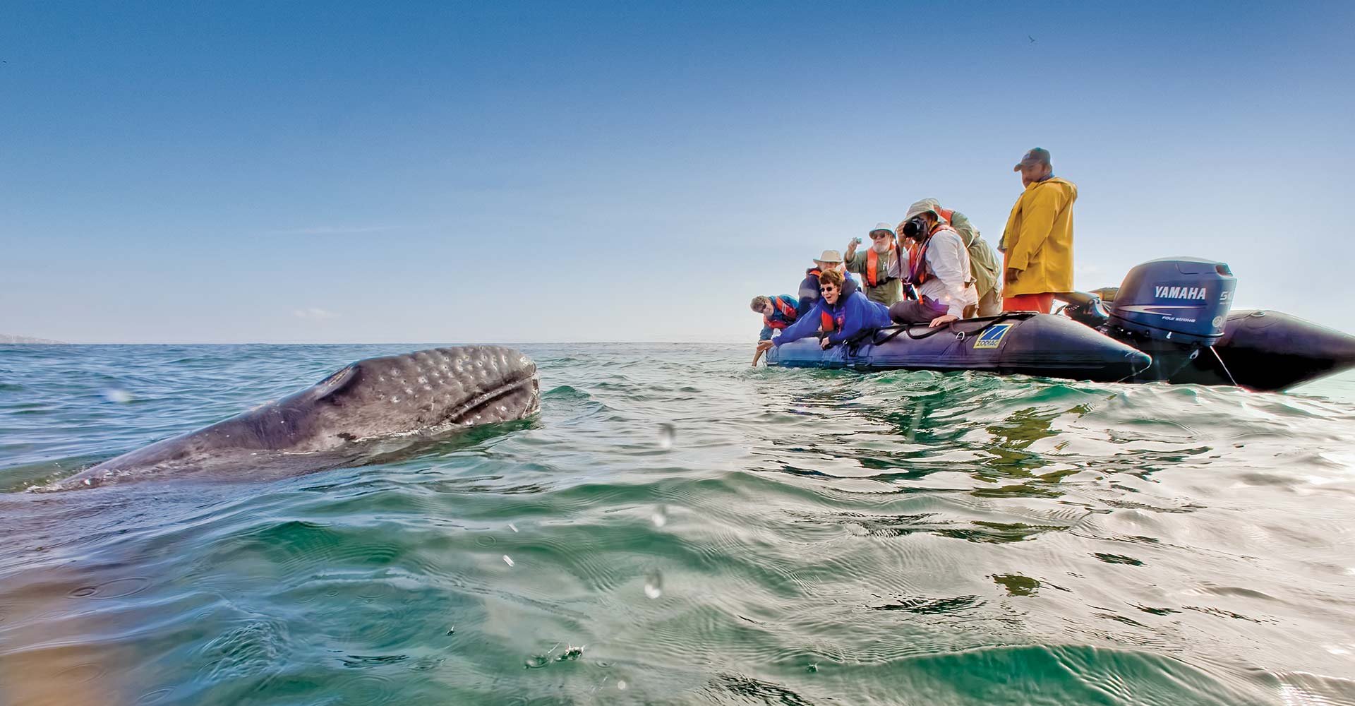 Upclose encounter with gray whales
