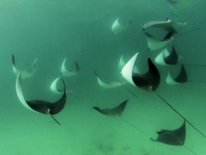 Rays in the Sea of Cortez