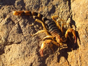 Baja California, Isla San Jose, scorpion exoskeleton