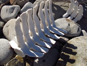 Baja California,Isla Santa Catalina, dolphin vertebrae