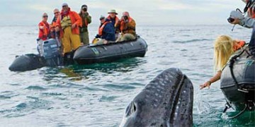A humpback whale greets guests on a zodiac